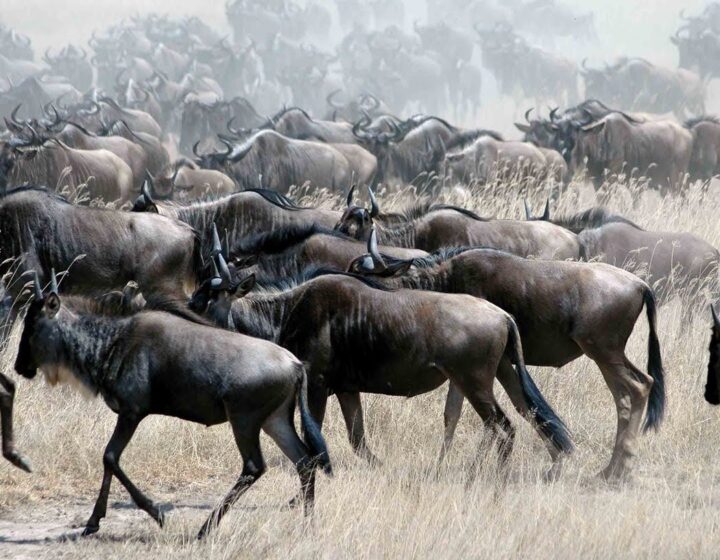 wildebeest migration