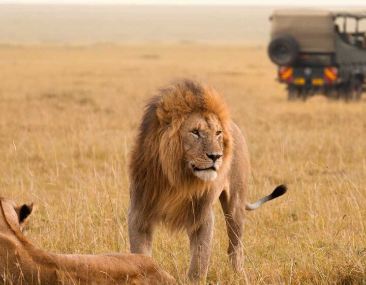 Lion and lioness in Nairobi National Park