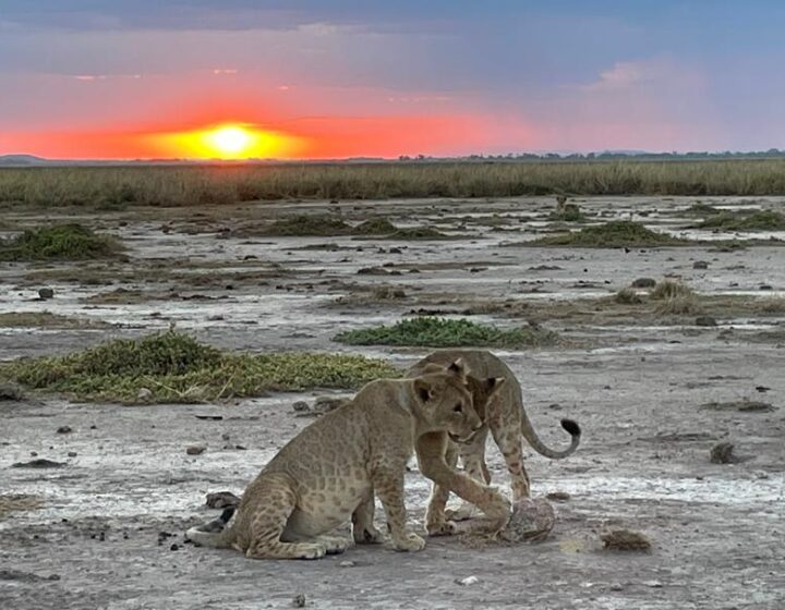 Amboseli - Chris Mancini